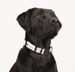 Custom Full Color 1'' Wide Adjustable Pet Collar - 1