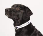 Custom Full Color 1'' Wide Adjustable Pet Collar