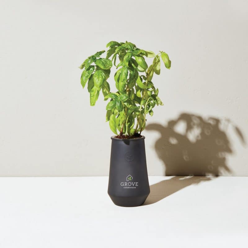 Custom Modern Sprout Tapered Tumbler Grow Kit - Black-Basil - 4