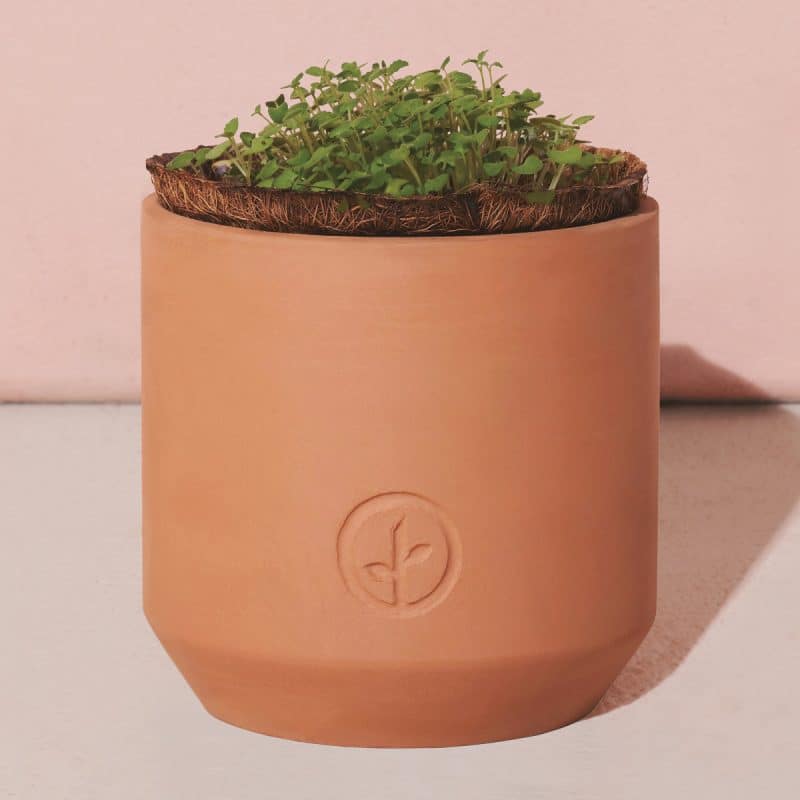 Custom Modern Sprout® Tiny Terracotta Grow Kit Thank You Daisies - Terracotta - 2