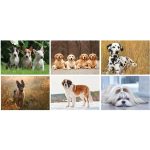 Custom Canine Companions Wall Cal Spiral - 4