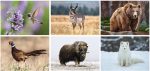 Custom Wildlife Stapled Wall Calendar - 1