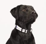 Custom Full Color 1'' Wide Adjustable Pet Collar - 3