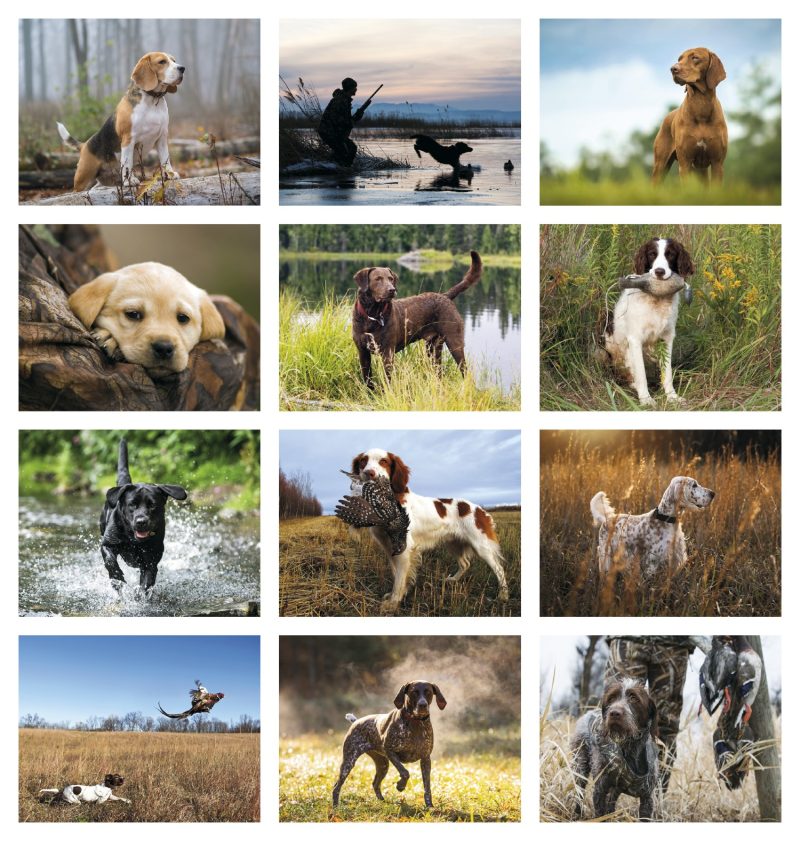 Custom Good Value™ Sporting Dogs - Spiral Calendar - 3