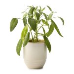 Custom Modern Sprout® Garden Vibes Candle/Planter - Golden Moments-Sage - 3