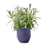 Custom Modern Sprout® Garden Vibes Candle/Planter - Violet Hour-Lavender - 3