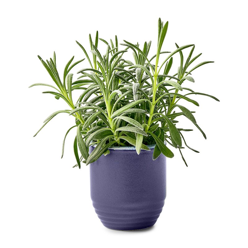 Custom Modern Sprout® Garden Vibes Candle/Planter - Violet Hour-Lavender - 3