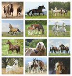 Custom Triumph® Calendars Horses Calendar - 3