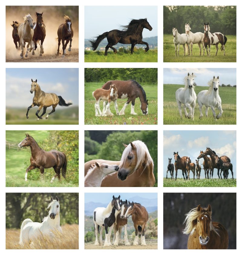 Custom Triumph® Calendars Horses Calendar - 3