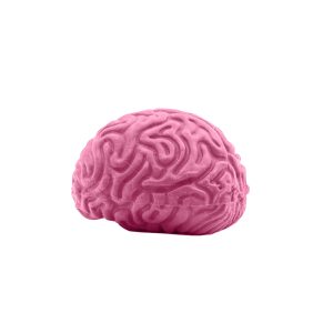Custom Pencil-Top Eraser Brain