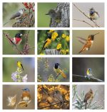 Custom Good Value™ Birds of North America - Spiral Calendar - 4