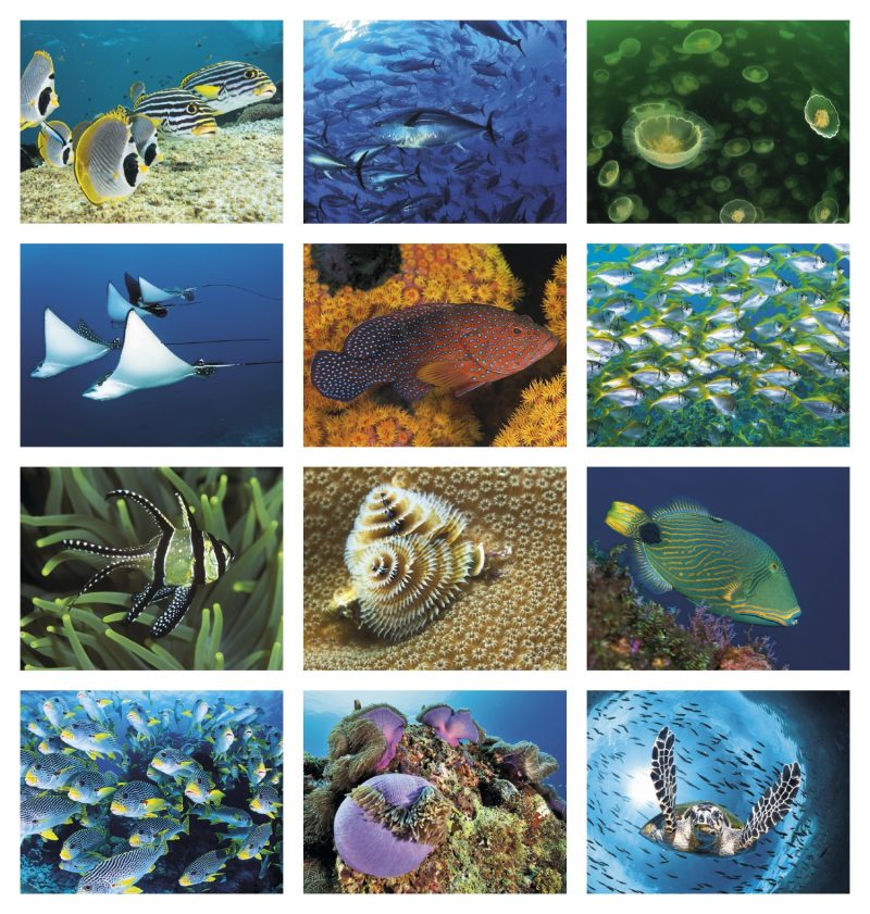 Custom Good Value™ Ocean Glory - Spiral Calendar - 4