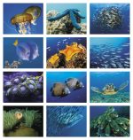 Custom Good Value™ Ocean Glory - Spiral Calendar - 8