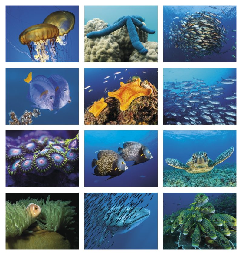 Custom Good Value™ Ocean Glory - Spiral Calendar - 8