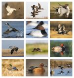 Custom Good Value™ Waterfowl - Stapled Calendar - 4