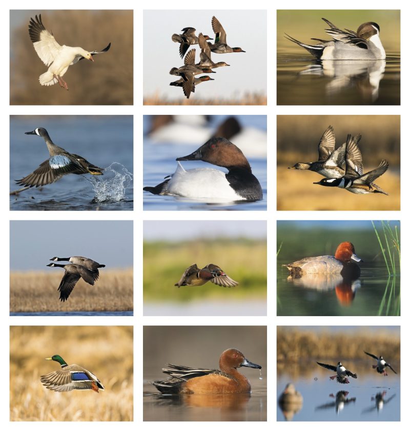 Custom Good Value™ Waterfowl - Stapled Calendar - 4