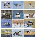 Custom Good Value™ Waterfowl - Stapled Calendar - 7