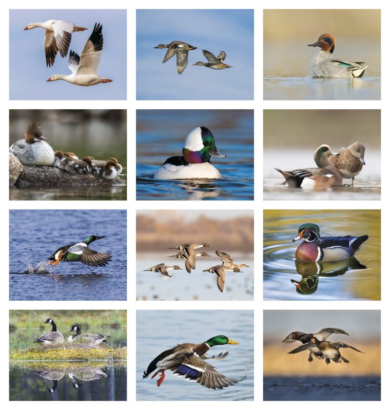 Custom Good Value™ Waterfowl - Stapled Calendar - 7