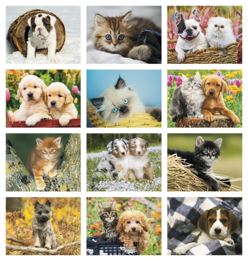 Custom HotLine® Products Four Paws Appointment Calendar - Stapled - 7
