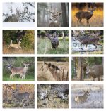 Custom HotLine® Products Trophy Whitetail Deer Appointment Calendar - Stapled - 4