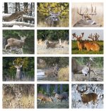 Custom HotLine® Products Trophy Whitetail Deer Appointment Calendar - Stapled - 7