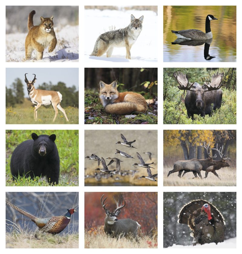 Custom HotLine® Products Wildlife Appointment Calendar - Stapled - 4
