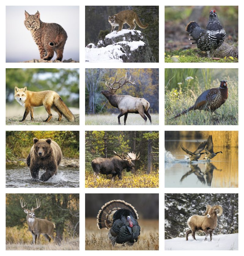 Custom HotLine® Products Wildlife Appointment Calendar - Stapled - 7