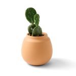Custom Modern Sprout Modern Terracotta Grow Kit Cactus - Terracotta - 1