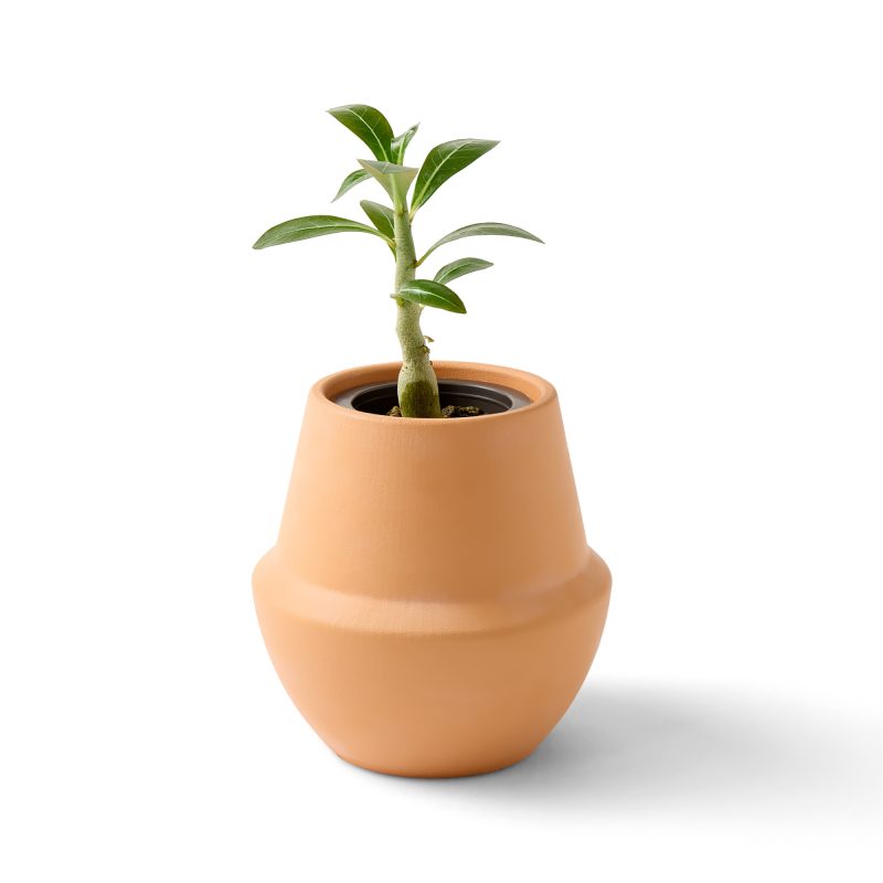 Custom Modern Sprout® Modern Terracotta Grow Kit Bonsai - Terracotta - 1