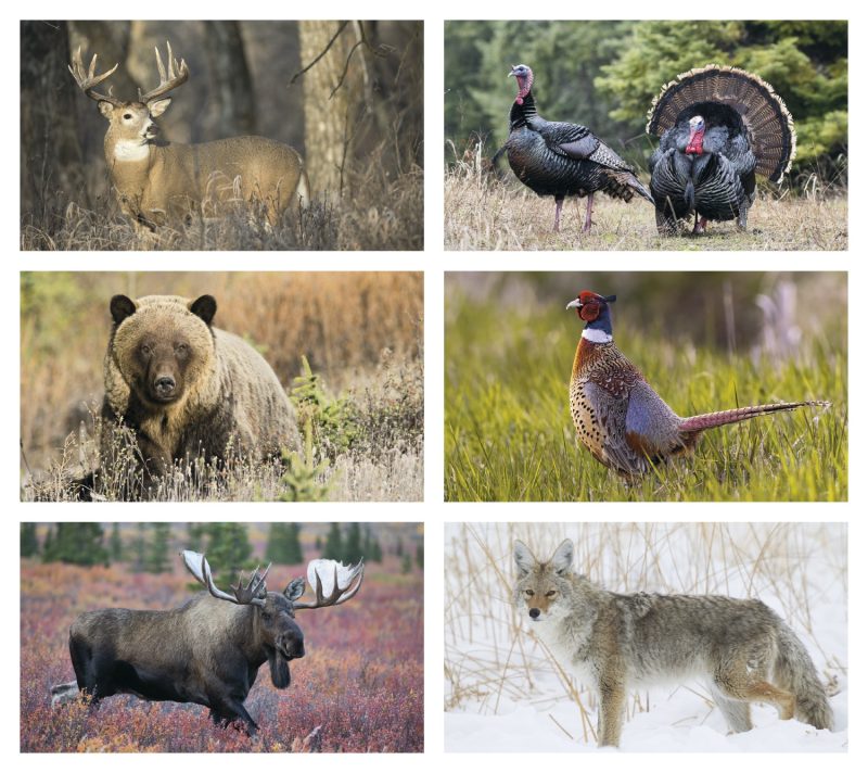 Custom Triumph® Calendars Wildlife Calendar - 1