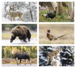Custom Triumph® Calendars Wildlife Calendar - 2