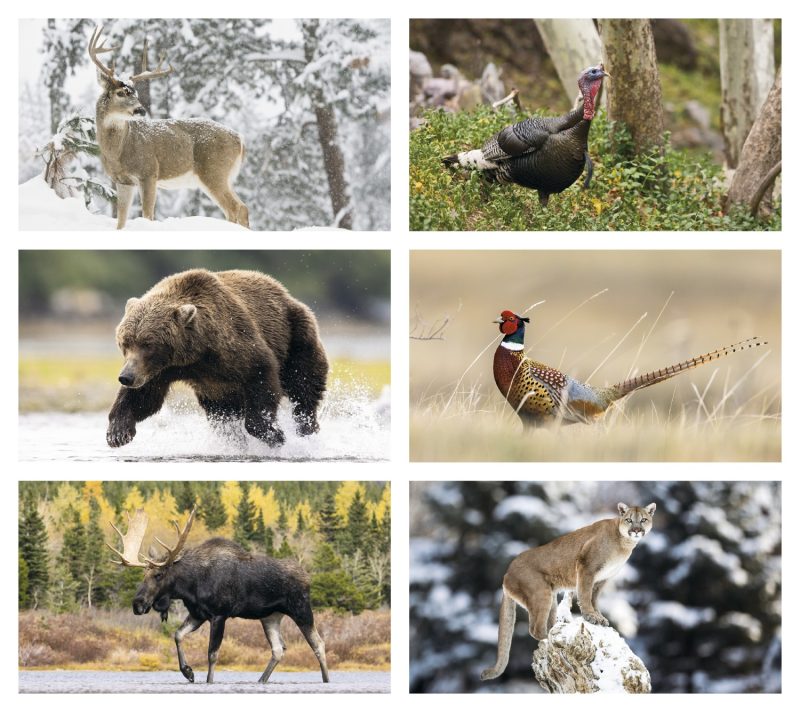 Custom Triumph® Calendars Wildlife Calendar - 2