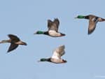Custom American Wildlife Monthly Wall Calendar w/Staple Binding (10 5/8"x 18 ¼") - 4