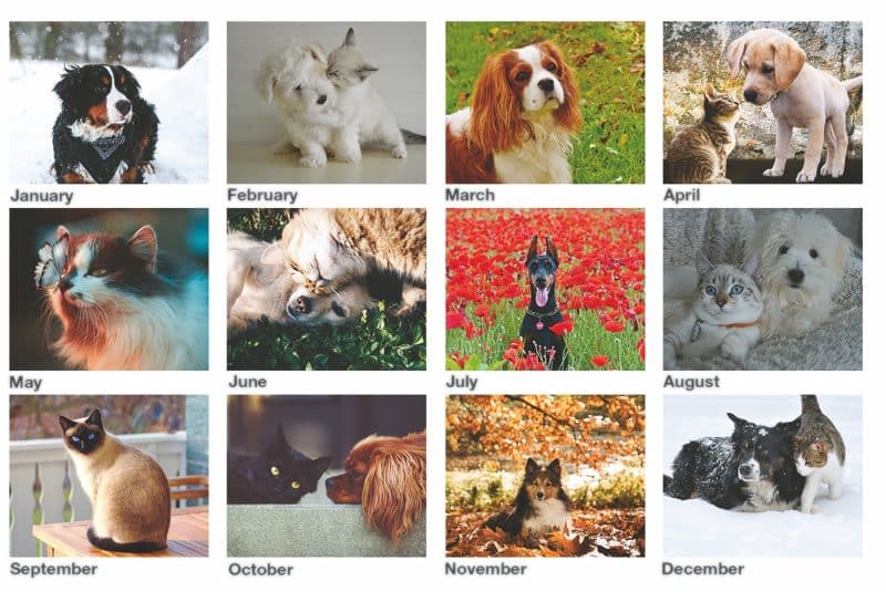 Custom Furever Friends Tent Desk Calendar (5 13/16"x 4 ½") - 2
