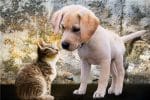 Custom Furever Friends Tent Desk Calendar (5 13/16"x 4 ½") - 6