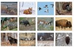 Custom Mini Tear-Off Sheet Calendar - American Wildlife - 1