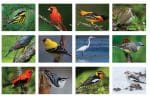 Custom Mini Tear-Off Sheet Calendar - Bird Watching - 1