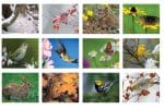 Custom Mini Tear-Off Sheet Calendar - Fauna - 1