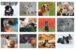 Custom Mini Tear-Off Sheet Calendar - Furever Friends - 1
