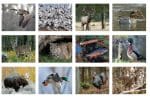 Custom Mini Tear Off Sheet Calendar - Wildlife - 1