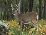 Custom Wildlife Tent Desk Calendar (5 13/16"x 4 ½") - 6