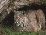 Custom Wildlife Tent Desk Calendar (5 13/16"x 4 ½") - 7