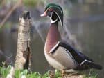 Custom Wildlife Tent Desk Calendar (5 13/16"x 4 ½") - 9