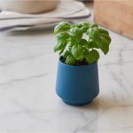 Custom Modern Sprout Rooted Candle - Blue-Basil - 2