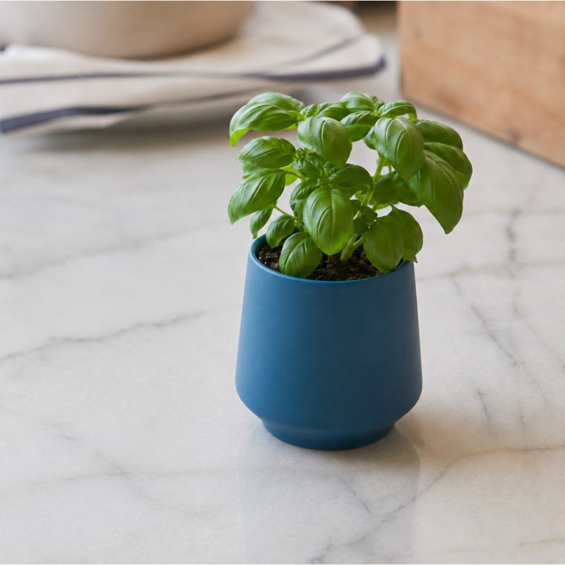 Custom Modern Sprout Rooted Candle - Blue-Basil - 2