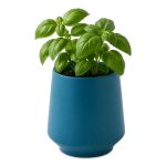 Custom Modern Sprout Rooted Candle - Blue-Basil - 7