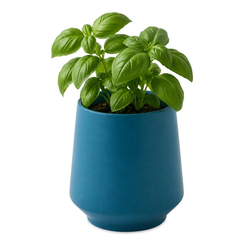 Custom Modern Sprout Rooted Candle - Blue-Basil - 7