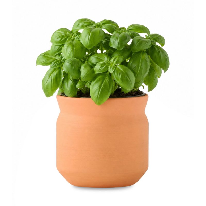Custom Modern Sprout Tiny Terracotta Big Congrats - Terracotta - 1