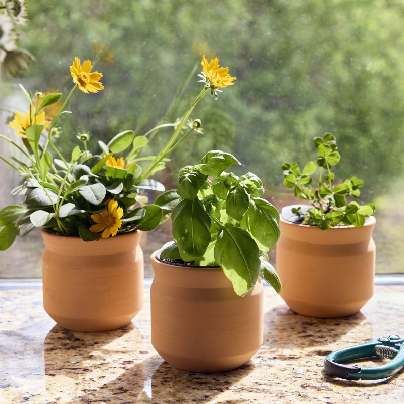 Custom Modern Sprout Tiny Terracotta Thank You - Terracotta - 2