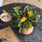 Custom Modern Sprout Tiny Terracotta Thank You - Terracotta - 5